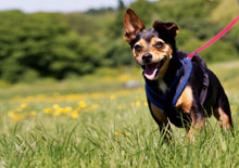 10 dog-friendly hotels in the UK